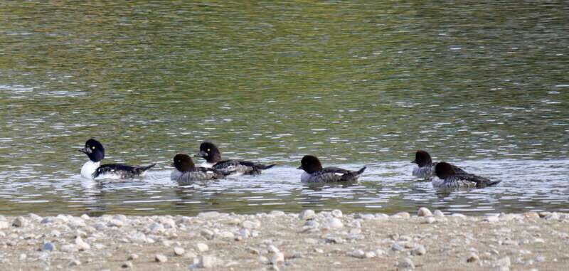 September 2025 British Columbia Rocky Mountain Birding Tour - Final Thoughts: Is This Tour for You?