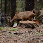Sequoia National Park: Sherman Tree & Congress Trail Walk - A Walk Through the Giants: What to Expect