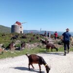 Serra dos Candeeiros : Shepherd for a morning - The Cultural and Natural Context