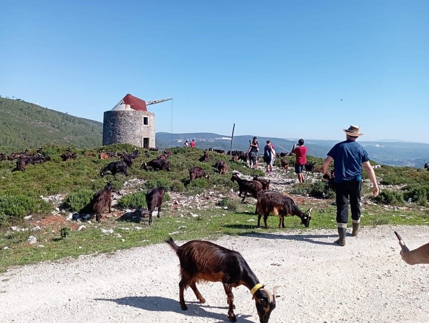 Serra dos Candeeiros : Shepherd for a morning - The Cultural and Natural Context