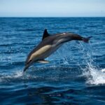 Sesimbra: Arrábida Dolphin and Whale Watching with Biologist - What the Itinerary Looks Like