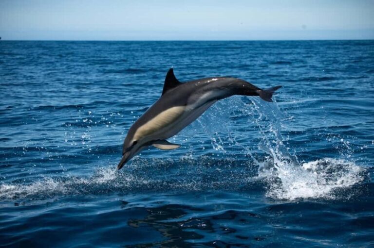 Sesimbra: Arrábida Dolphin and Whale Watching with Biologist - What the Itinerary Looks Like