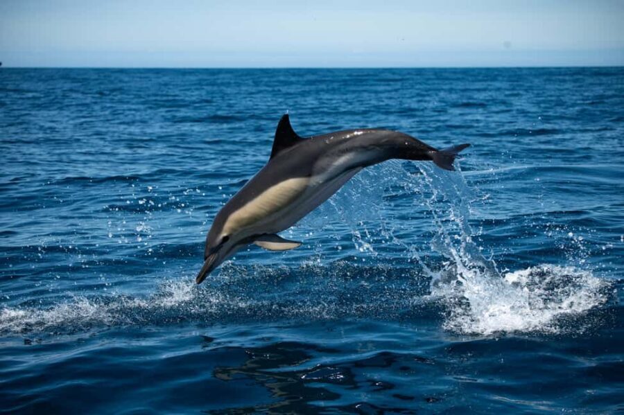 Sesimbra: Arrábida Dolphin and Whale Watching with Biologist - What the Itinerary Looks Like