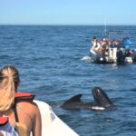 Sesimbra: Dolphin and Whales Watching with Biologist Guide - Price and Value
