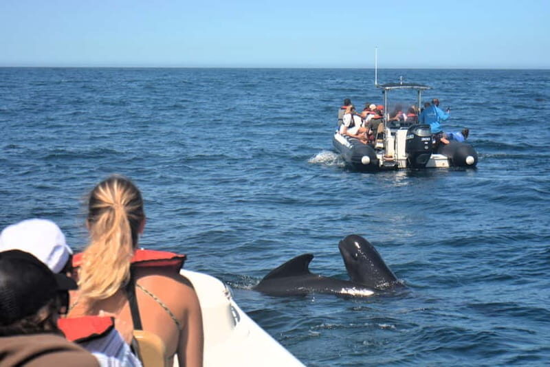Sesimbra: Dolphin and Whales Watching with Biologist Guide - Price and Value