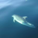 Sesimbra: Dolphin Watching Boat Trip - Final thoughts: Why this tour is worth it