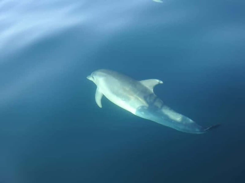 Sesimbra: Dolphin Watching Boat Trip - Final thoughts: Why this tour is worth it