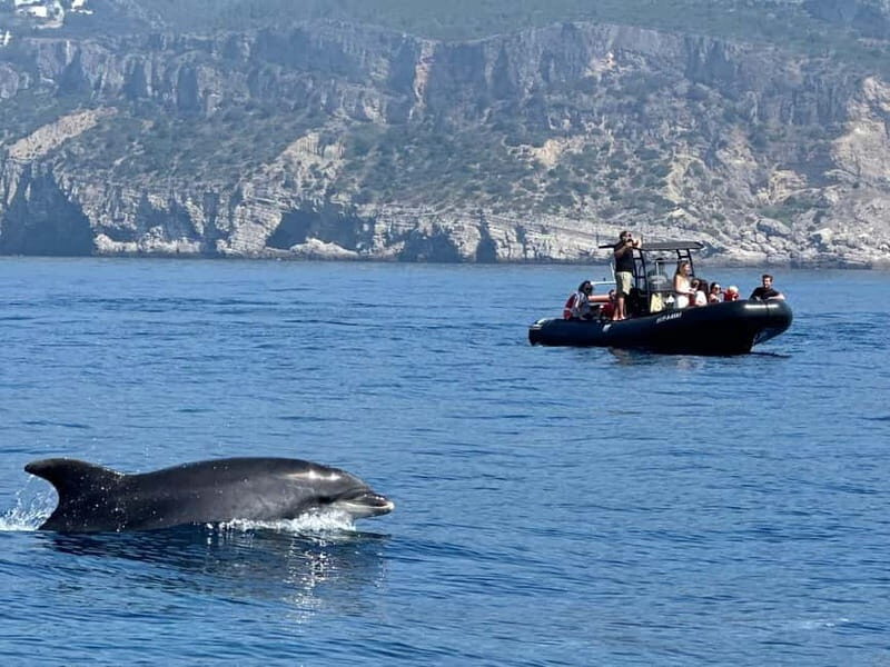 Sesimbra: Dolphin watching with marine biologist - A Close Look at the Sesimbra Dolphin Watching Tour