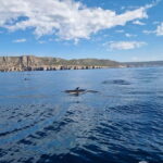 Sesimbra: Private Boat - Beach and Caves - Final Thoughts