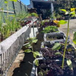 Sesimbra: Regional wood-fired food workshop with rural lunch - Key Points
