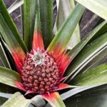 Sete Cidades & Fire Lake: Full-Day Tour with Pineapple plant - Lagoa do Fogo — A Hidden Gem