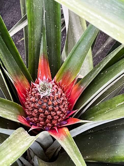 Sete Cidades & Fire Lake: Full-Day Tour with Pineapple plant - Lagoa do Fogo — A Hidden Gem