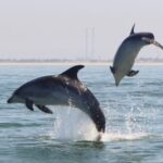 Setúbal and Tróia: Dolphin Watching and Arrábida Bays - Why This Tour Stands Out
