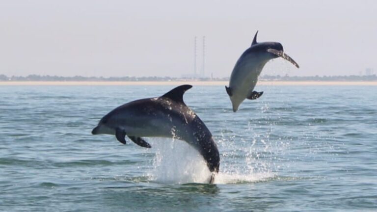Setúbal and Tróia: Dolphin Watching and Arrábida Bays - Why This Tour Stands Out