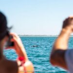 Setúbal: Dolphin Watching Boat Tour - Why This Dolphin Watching Tour Truly Delivers