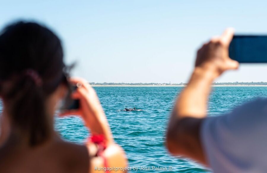 Setúbal: Dolphin Watching Boat Tour - Why This Dolphin Watching Tour Truly Delivers