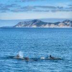 Setúbal: Dolphin Watching Tour - A Detailed Look at the Experience