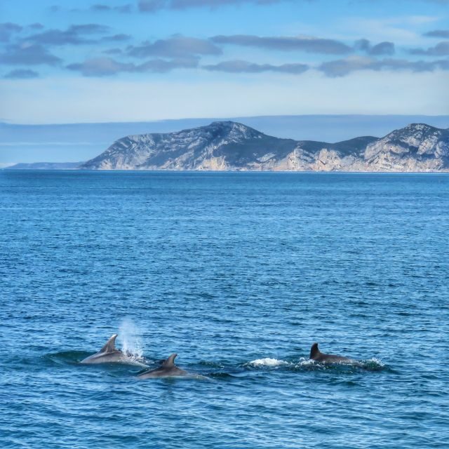 Setúbal: Dolphin Watching Tour - A Detailed Look at the Experience
