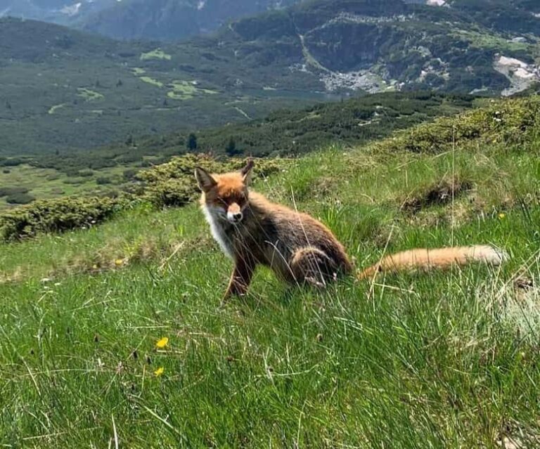 Seven Rila Lakes - Full Day Hiking Trip in the Rila Mountain - Who Is This Tour Best For?