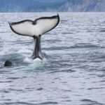 Seward: Kenai Fjords National Park Glacier & Wildlife Cruise - An In-Depth Look at the Kenai Fjords National Park Cruise