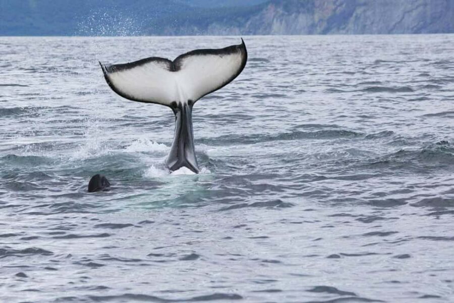 Seward: Kenai Fjords National Park Glacier & Wildlife Cruise - An In-Depth Look at the Kenai Fjords National Park Cruise
