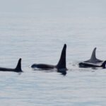 Seward: Resurrection Bay Orca Quest Cruise - A Detailed Look at the Resurrection Bay Orca Quest Cruise