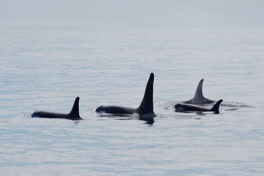 Seward: Resurrection Bay Orca Quest Cruise - A Detailed Look at the Resurrection Bay Orca Quest Cruise