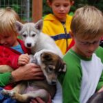 Seward: Summer Dog Sled Ride and Seavey Estate Tour - Evaluating the Value