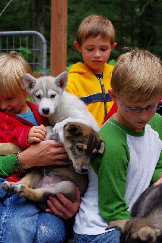 Seward: Summer Dog Sled Ride and Seavey Estate Tour - Evaluating the Value