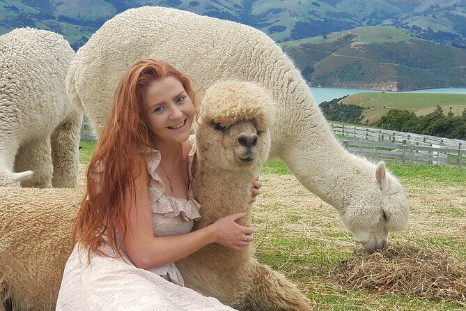 Shamarra Alpaca Farm Tours - FAQs
