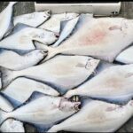 Shared Fishing Adventure in Icy Strait Hoonah Alaska - Final Thoughts: Is It Worth It?