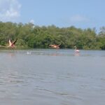 Shared mangroves kayak tour in Holbox - Who Will Love This Tour?