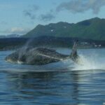 Shared Whale and Wildlife Viewing - Who Is This Tour Best For?