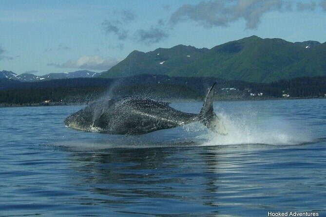 Shared Whale and Wildlife Viewing - Who Is This Tour Best For?