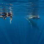Shared Whale Expedition - Final Words