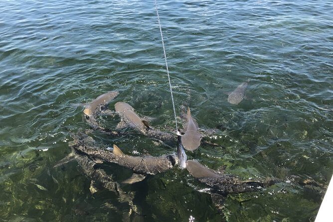 Shark and Wildlife Viewing Adventure in Key West - What Makes This Tour Stand Out?