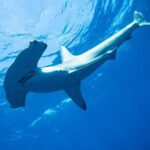 Shark Safari & Snorkel Adventure in Cabo San Lucas - Who Will This Tour Suit Best?