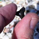 Shark Tooth and Shell Hunting Tour in Charleston, SC - The Value of This Experience
