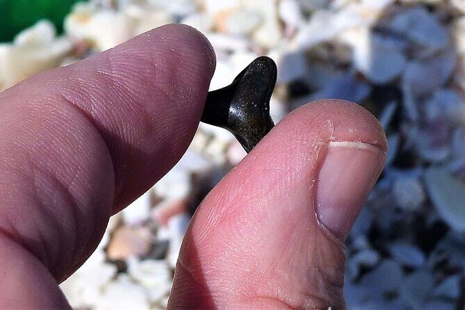 Shark Tooth and Shell Hunting Tour in Charleston, SC - The Value of This Experience