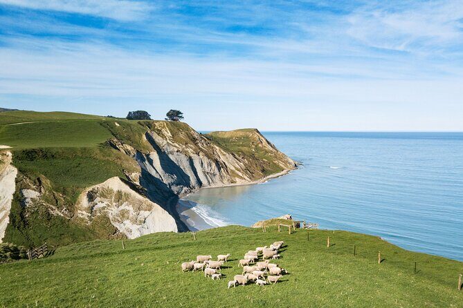 Sheep Farm Day Trip from Christchurch + Lunch and Winery visit. - The Value of This Experience