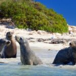 Shoalwater Islands Marine Park Cruise with Lunch - FAQ