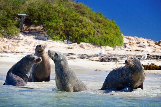 Shoalwater Islands Marine Park Cruise with Lunch - FAQ