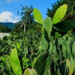 Shore Excursion Authentic Rural Mexican Experience - Transportation and Group Size