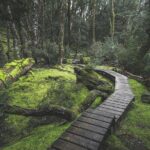 Shore Excursion - Cradle Mountain Shuttle Bus from Burnie - Who Should Consider This Tour?