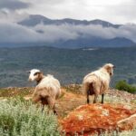 Shore Excursion Crete, Cave of Zeus, Palace of Knossos & Villages - Who Will Love This Tour?