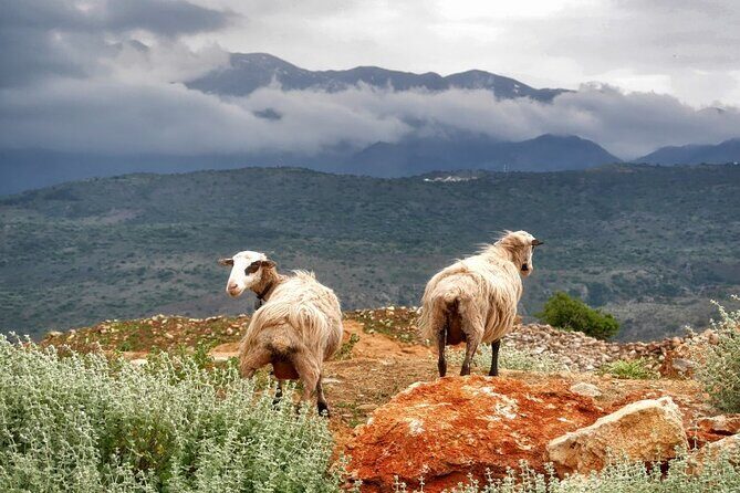 Shore Excursion Crete, Cave of Zeus, Palace of Knossos & Villages - Who Will Love This Tour?