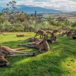 Shore Excursion: Hobart Highlights Day Tour - Transportation and Group Size