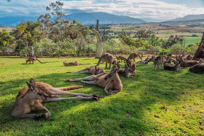 Shore Excursion: Hobart Highlights Day Tour - Transportation and Group Size