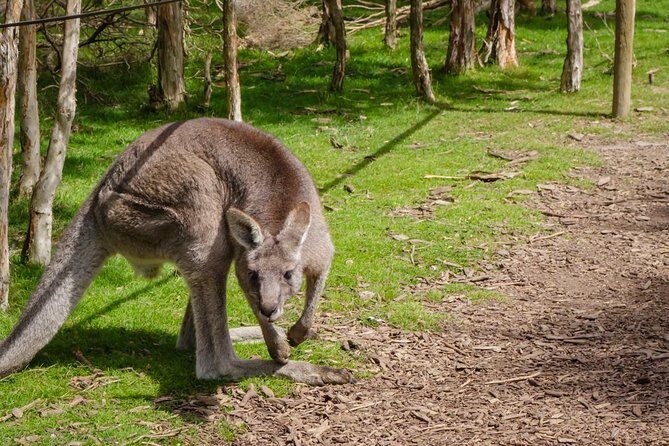 Shore Excursion Melbourne, Sights, Kangaroos, Koalas Lunch & Wine - Practical Details and What to Expect