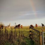 Shropshire: Alpaca Meet & Greet Intimate Alpaca Experience - Final Thoughts